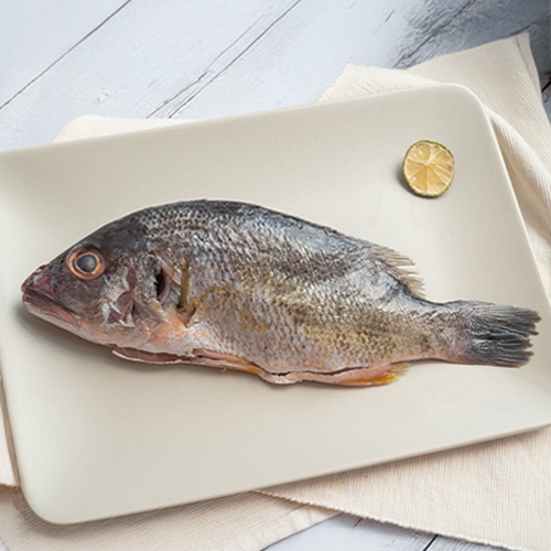 澎湖潮間帶養殖黑點笛鯛500g
