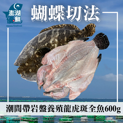 【天和鮮物X澎湖優鮮】潮間帶岩盤養殖龍虎斑全魚(蝴蝶切)600g