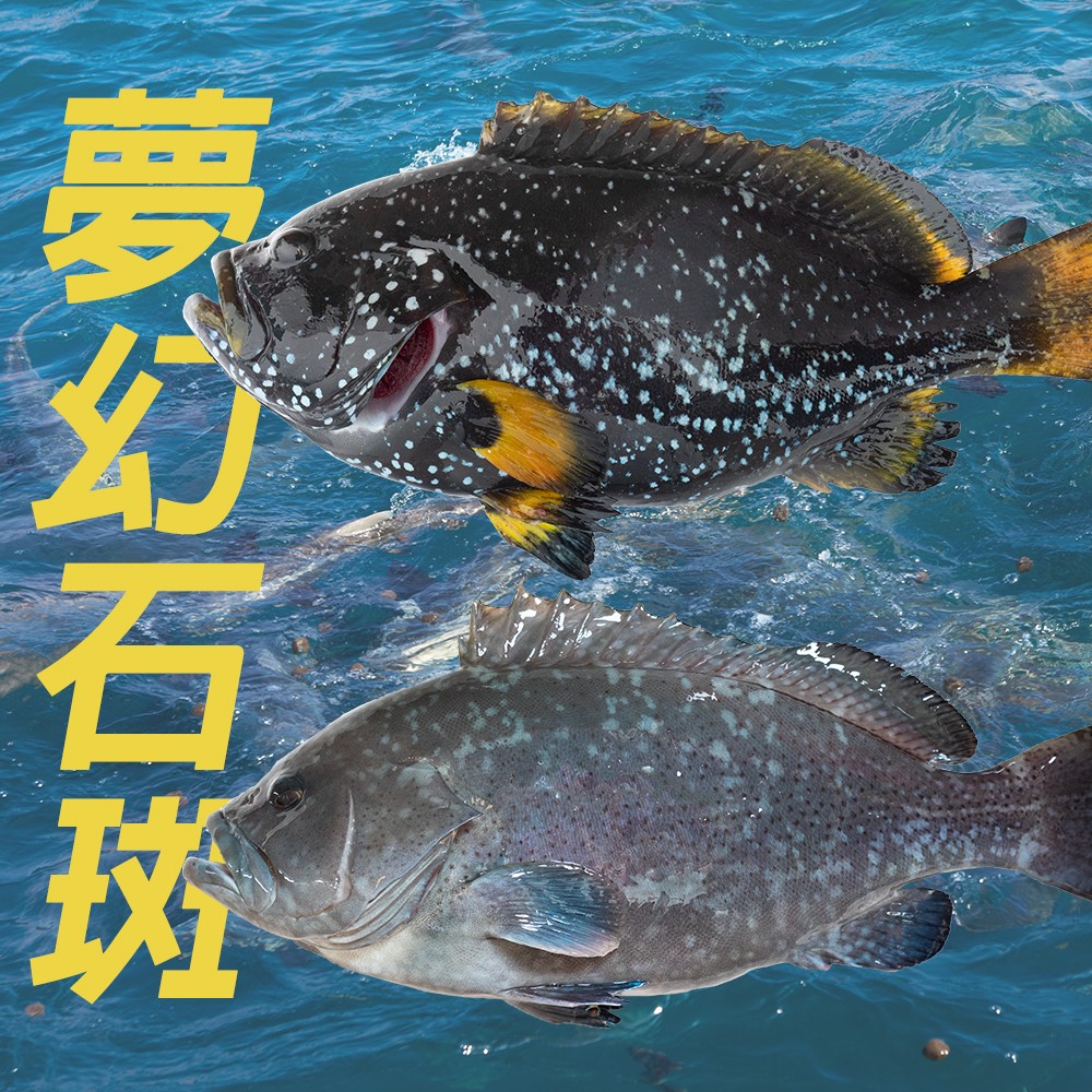 澎湖藍(黃)瓜石斑魚中骨 300g