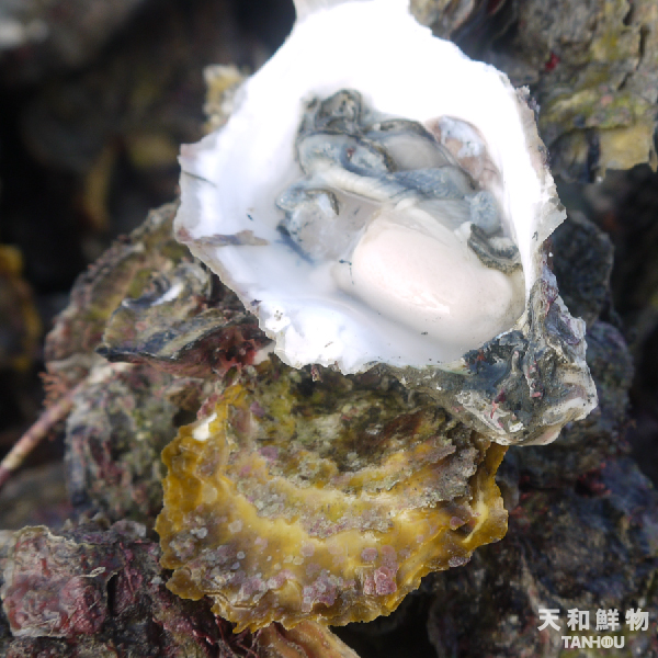 宅配到貨丨天和澎湖帶殼活牡蠣-15公斤(免運費/無法全家店取/澎湖獨立出貨勿併單/離島不送/冰鮮食材不開放貨到付款/不列入2026週年慶滿額活動/無法使用折扣碼折抵)