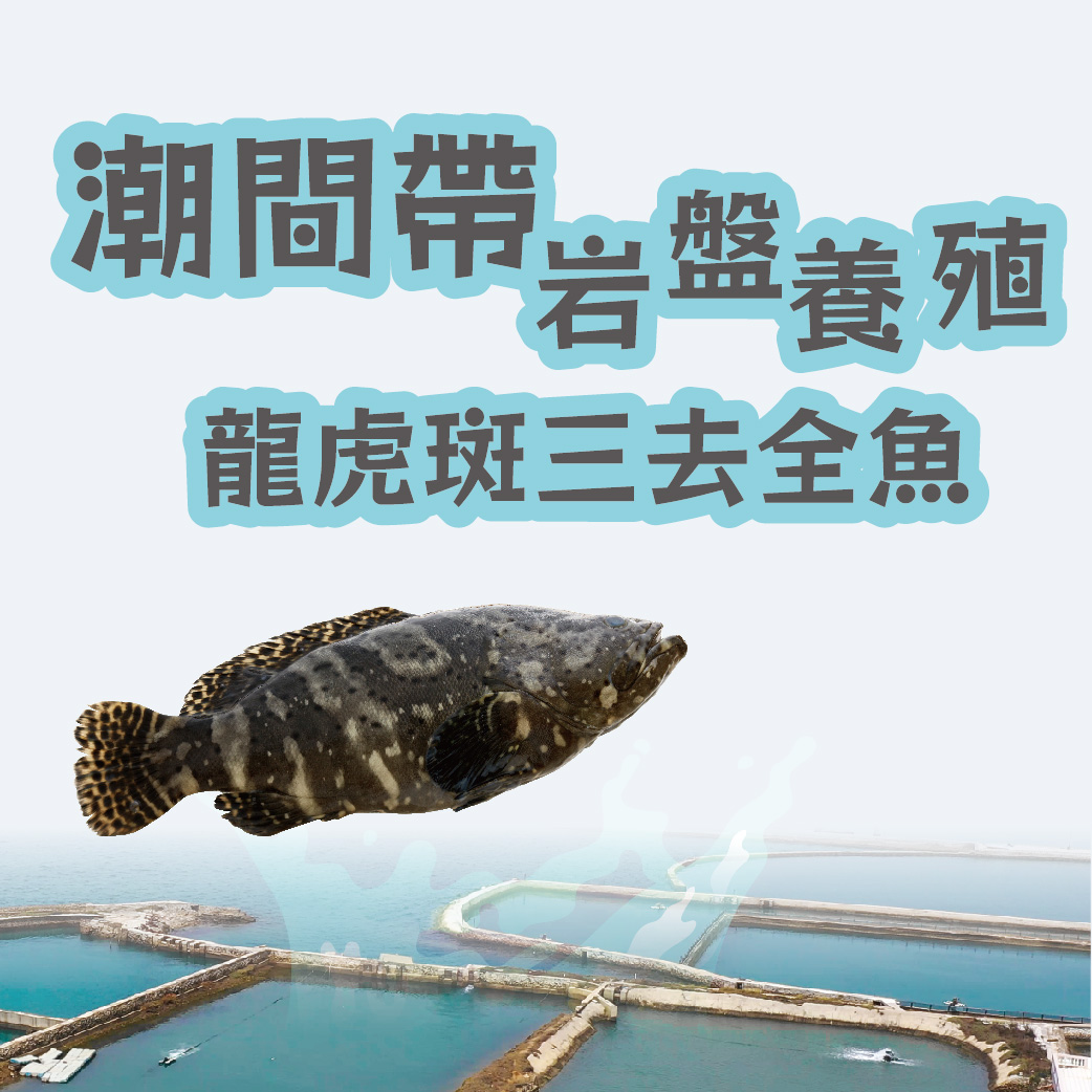 【天和鮮物X澎湖優鮮】潮間帶岩盤養殖龍虎斑三去全魚(700g)